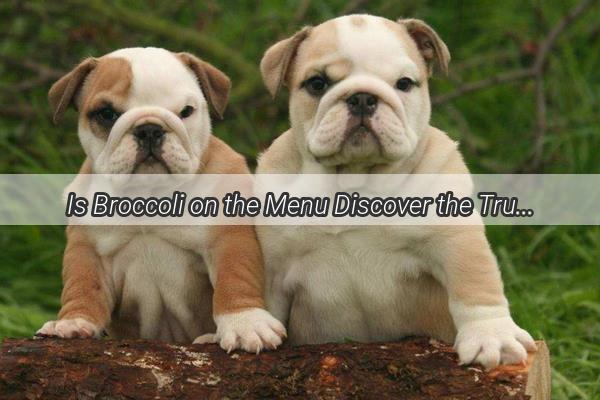 Is Broccoli on the Menu Discover the Truth About Dogs and This NutrientRich Veg